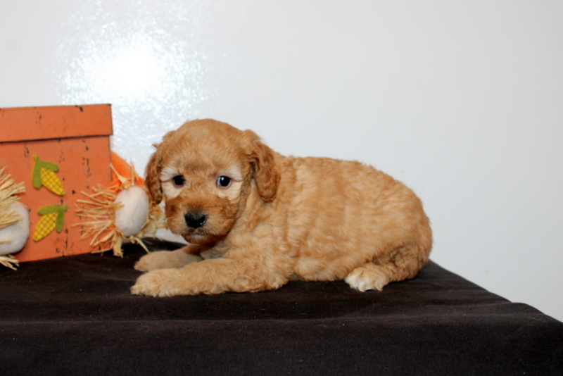 puppy, for, sale, Mini Goldendoodle F2B, Matthew B. Stoltzfus, dog, breeder, Gap, PA, dog-breeder, puppy-for-sale, forsale, nearby, find, puppyfind, locator, puppylocator, aca